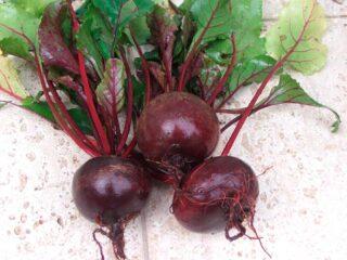 Remolacha roja Mulatto: descripción de la variedad, foto, cultivo, plantación y cuidado.