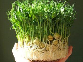 Microvegetales de guisantes: cultivo, beneficios, cómo germinar.