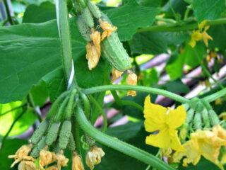 Pepinos Cedric F1: descripción de la variedad, fotos, reseñas de jardineros