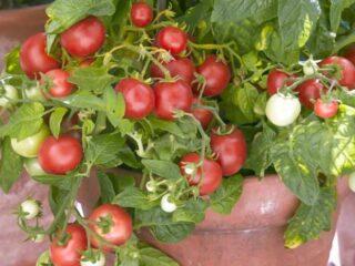 Tomates Nepas: variedades, descripciones, fotos, reseñas de jardineros.