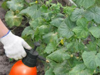Whitefly (biele pakomáry) na uhorkách: ako bojovať, čo robiť, ako to vyzerá, recenzie