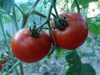 Tomatoes Fire F1: popis odrody, fotografie, recenzie