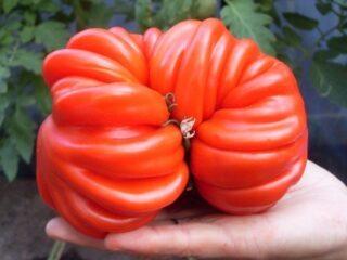 Tomatoes Lorraine beauty: popis odrody, fotografie, recenzie