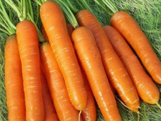 Carrot variety Niiokh 336: description, photos and reviews