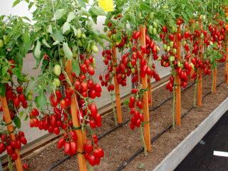 Tomatoes Jackpot F1: descripción de la variedad, fotos, reseñas de jardineros, rendimiento, video, cuándo plantar