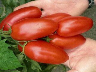 Tomates Mujeriego: descripción de la variedad, fotos, críticas.