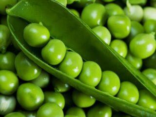 Guisantes: beneficios y daños para el organismo, salud de hombres y mujeres, composición química.