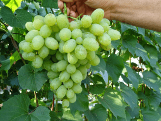 خصائص هدية عنب زابوروجي