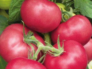 Tomates Pink Garant F1: descripción de la variedad, fotos, críticas