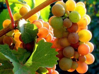 صنف العنب Pinot Grigio (Pinot Gris): الخصائص والوصف والصور
