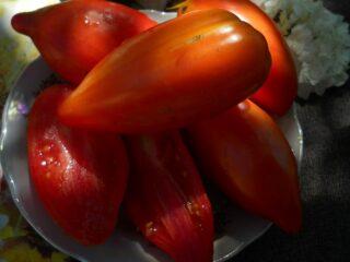 Tomates Oreilles de bœuf: description de la variété, photos, avis