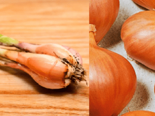 Šalotka: ako sa líšia od bežnej cibule, foto