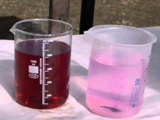 Regar y rociar pepinos con permanganato de potasio: contra enfermedades, durante el período de fructificación, video, reseñas.