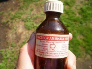 Amoniac pentru zmeură: ca îngrășământ, împotriva dăunătorilor, cum se reproduce
