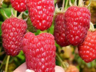 What varieties of raspberries are large and very sweet?