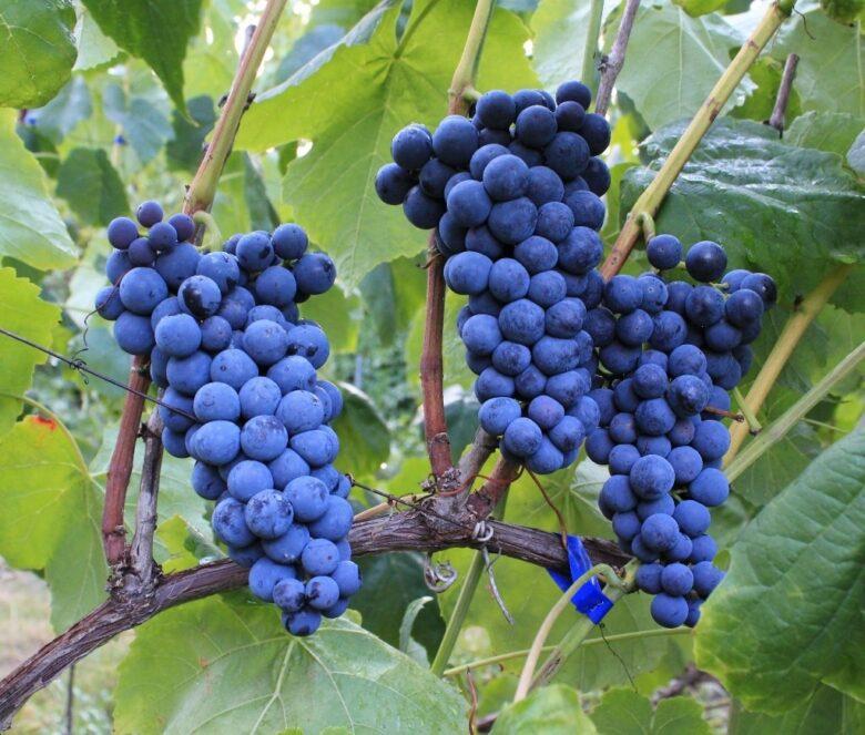 5 Kg Pépins De Raisin Sans Pépins - Remplissage Naturel Pour Coussin Chauffant