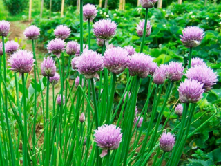 البصل البهارات (الثوم الجبلي، dzhusai): النمو في المنزل، الوصف