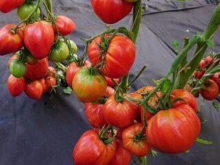Variedad de tomate Sugar Garland: descripción y opiniones.