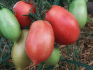 Tomates campanas rusas: descripción de la variedad, fotos, reseñas.