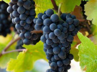 Odroda hrozna Pinot Noir: vlastnosti a popis, fotografie, recenzie