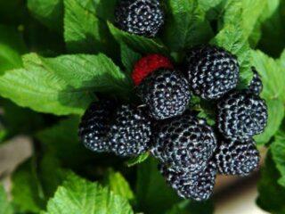 Čierna malina Black Jewel: popis odrody, recenzie