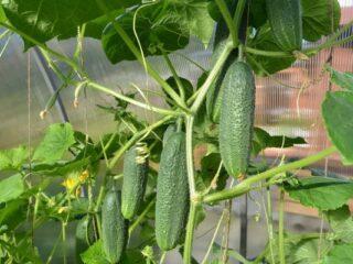 Why cucumbers are bitter in a greenhouse: reasons, what to do, what to feed