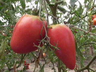 Tomates Obskie domos F1: descripción de la variedad, fotos, reseñas