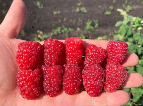 The largest varieties of raspberries with photos and descriptions