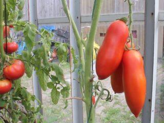 Paradajky San Marzano: popis odrody, fotografie, recenzie