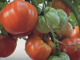 مجموعة متنوعة من الطماطم