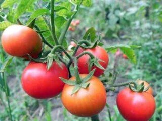 Tomatoes Gardener's Dream: popis odrody, fotografie, recenzie