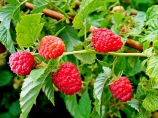 Nugget de frambuesa remontante: descripción de la variedad, fotos, reseñas de jardineros, video