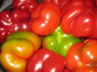 Sweet pepper variety Gogoshary: description, photos, reviews, planting and care