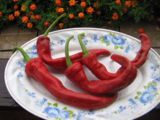 Horúca paprika Ram's horn: popis a charakteristika odrody, fotografie, recenzie, pestovanie