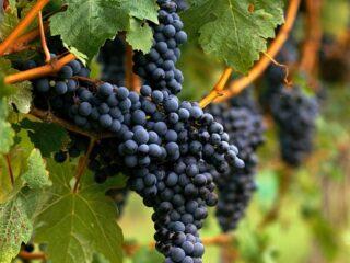 Odroda hrozna Merlot: popis, fotografia, chuť