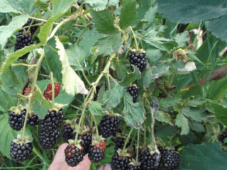 Blackberry odroda Black Gem: popis, charakteristika, foto