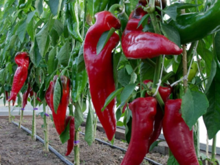 Sladká paprika Lasanta F1: charakteristika a popis odrody, fotografie, recenzie