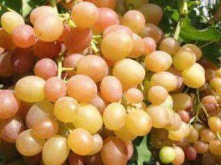 Variedad de uva Camaleón: descripción, fotos, reseñas, video.