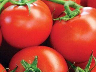 Tomatoes Lazy Dream: popis odrody, fotografie, recenzie