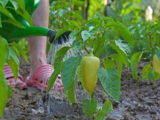 Watering peppers in a polycarbonate greenhouse: how often, after planting seedlings, in August