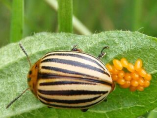 Agujeros en las hojas de pimiento: por qué aparecieron en las plántulas, qué hacer