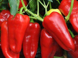Sladká paprika Morozko: vlastnosti a popis odrody, fotografie, recenzie, výnos