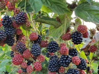 Blackberry Loch Maree: descripción de la variedad, críticas