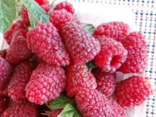 Frambuesa remontante Izobilnaya Kazakova: descripción de la variedad, fotos, reseñas