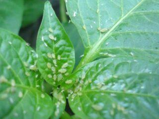 Cómo tratar las berenjenas contra los pulgones.