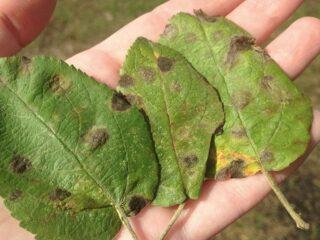 Dark spots on apple tree leaves: how to treat, photo