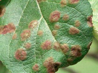 Rusty leaves on an apple tree: what to do, how to treat it, causes