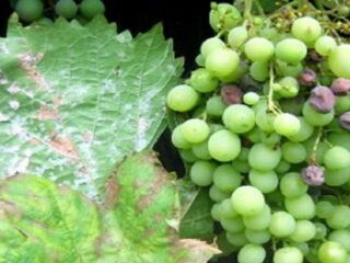 Oidium (múčnatka) hrozna: fotografia a ako liečiť chorobu, prípravky