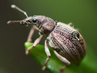 Chrobák jabloňový (weevil): metódy kontroly, foto