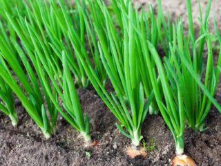 Fertilizing onions with urea (carbamide) in spring